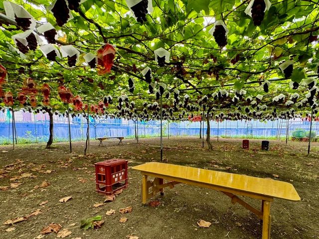 園内の雰囲気_西尾農園(柏原市観光ぶどうセンター太平寺支部)