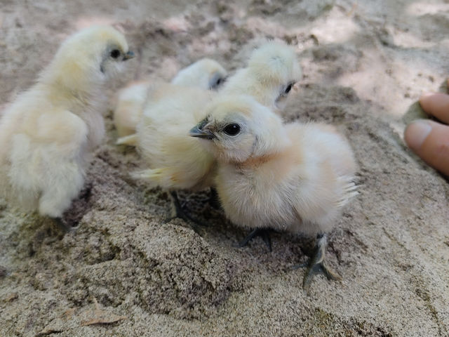 もこもこフワフワの真っ白の羽毛に覆われた烏骨鶏にも会えます。_エナベース
