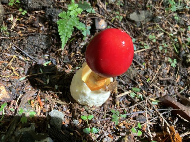 タマゴタケ、食べてみてください。スープがおすすめ_トリップフジ Trip-Fuji