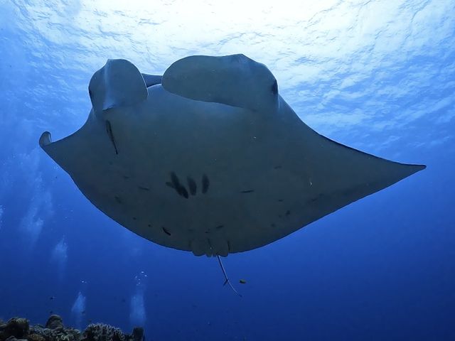 こんな近くでマンタも!_F's GAME DIVING