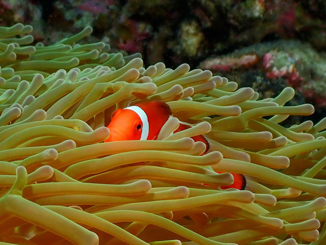 四季折々、生物観察も楽しみましょう♪_F's GAME DIVING