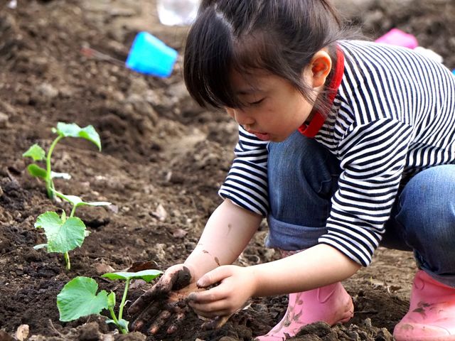 黒枝豆をイチから育てて販売!_田舎遊園地