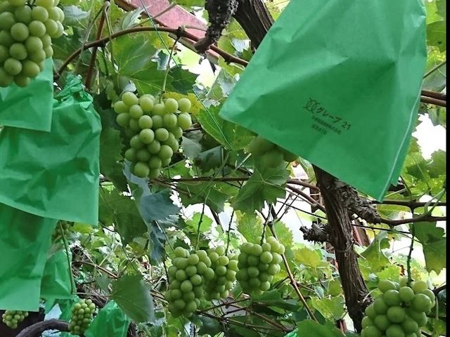 戸田農園 西仁保温室組合