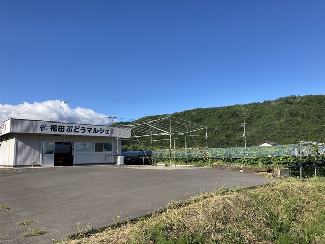 駐車場から売店入り口まで段差がないので、車いすでも来場可能!!_福田ぶどうマルシェ