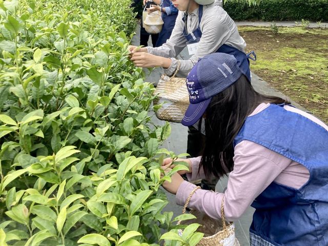 茶葉の手摘み(摘採)は、"あっと言う間に時間が過ぎた"と言って頂くことが多いです。マインドフルネス効果もあるようです。_釜炒り茶体験コース