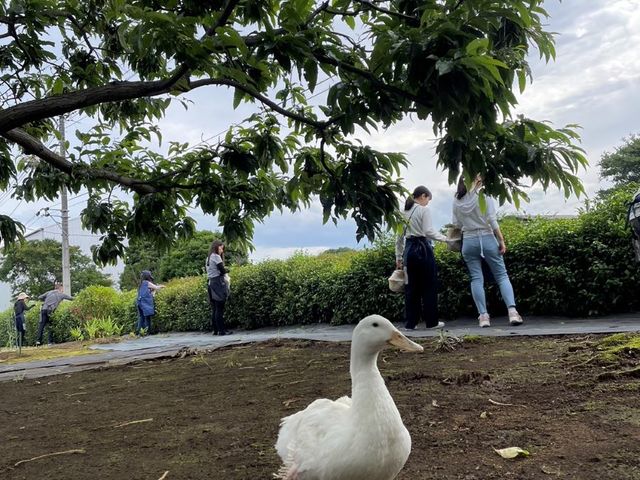 茶摘み場面では、アヒルのダイフクも一緒に参加することもしばしばあります。_釜炒り茶体験コース