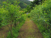 みかみ農園 八面山ブルベリーの丘の写真4