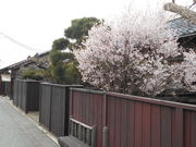 京町通りの写真1
