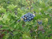 はーとふる農園愛川ブルーベリーファームの写真2