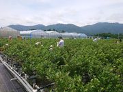はーとふる農園愛川ブルーベリーファームの写真4