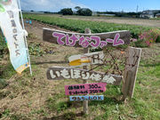 てげなファームの写真4