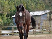 ときがわホースケアガーデンの写真3