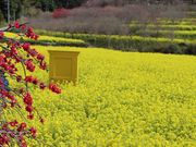 西川花公園の写真1