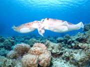 Sea connectionの写真4