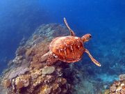 ライクアドルフィン石垣の写真2