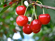 深瀬農園の写真2