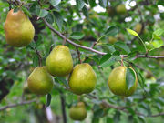 深瀬農園の写真4