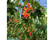 あつみ温泉さくらんぼ園の写真2