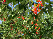 あつみ温泉さくらんぼ園の写真3