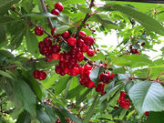 あつみ温泉さくらんぼ園の写真4