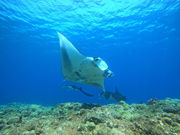 OG DIVE SERVICEの写真2