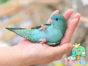 森ノ宮 小鳥ひろばの写真2