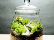苔むす屋の写真2