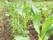 Scoop Farmの写真3