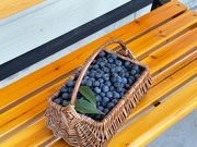 もちだブルーベリー園の写真2