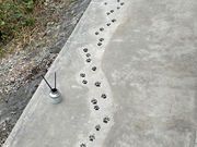 もちだブルーベリー園の写真4