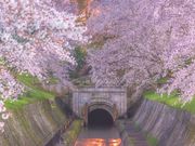 びわ湖大津観光協会の写真2