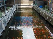 つり堀・南畑R463の写真3