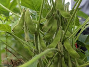 與惣兵衛(よそべい)の写真2