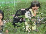 河口湖大石ブルーベリー生産組合の写真3