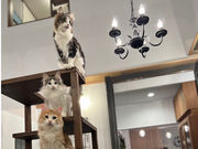 那須の猫カフェ RIENの写真4