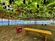 西尾農園(柏原市観光ぶどうセンター太平寺支部)の写真2