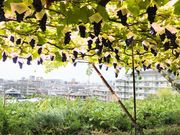 西尾農園(柏原市観光ぶどうセンター太平寺支部)の写真4