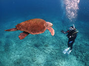 F's GAME DIVINGの写真3