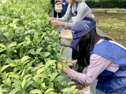 釜炒り茶体験コースの写真2
