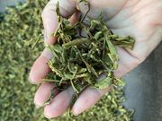 釜炒り茶体験コースの写真4