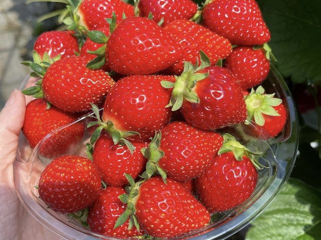 いまりいちごの里 LCFARM(エルシーファーム)