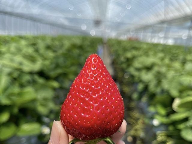 いまりいちごの里 LCFARM(エルシーファーム)