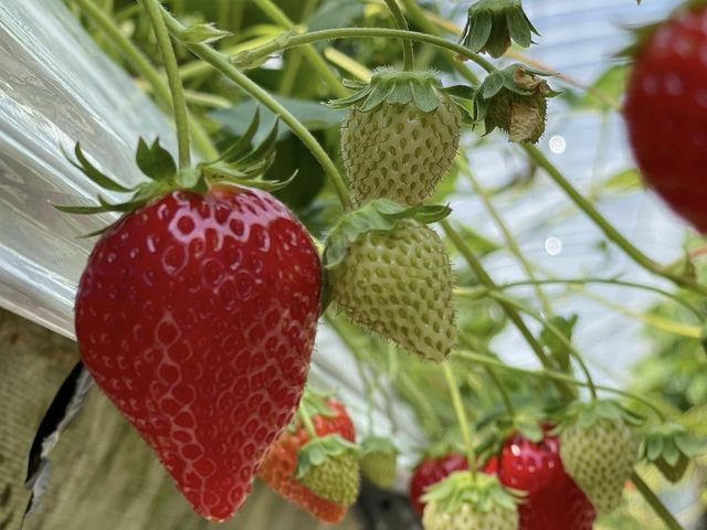 いまりいちごの里 LCFARM(エルシーファーム)
