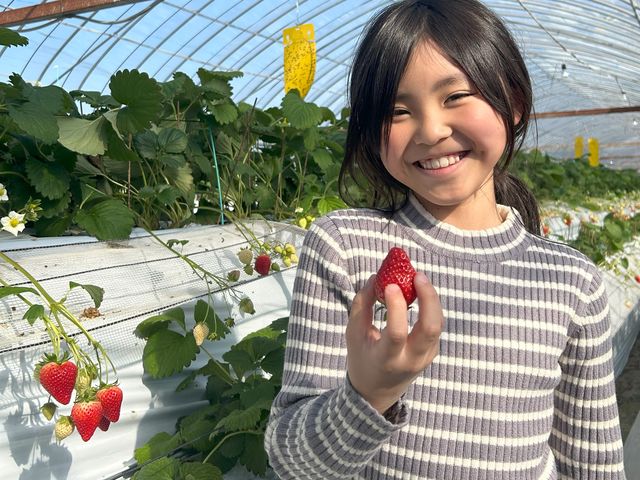 いまりいちごの里 LCFARM(エルシーファーム)