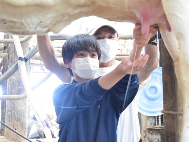 団体向け 乳搾り体験_須藤牧場