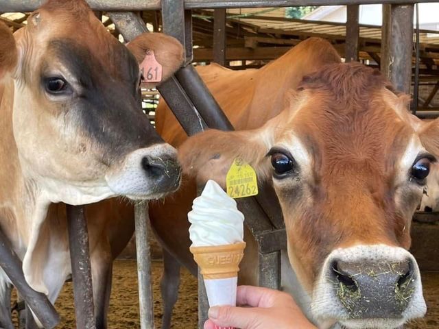 美味しいソフトクリームあります。_須藤牧場