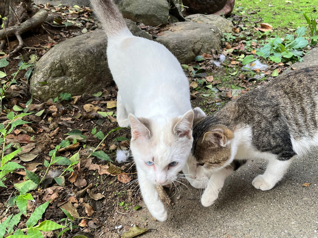 猫ちゃんも走りまわってます。_須藤牧場