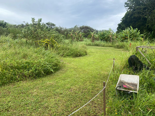 Buggy Paradise