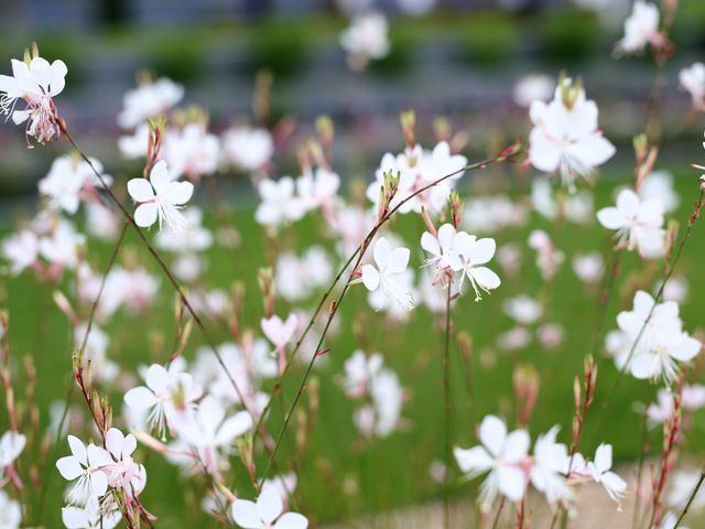 湯の華ガーデン