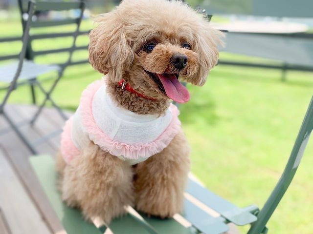 園内にはわんちゃんと一緒にくつろげる専用エリアを設けております。わんちゃん専用おやつもどうぞ!_湯の華ガーデン